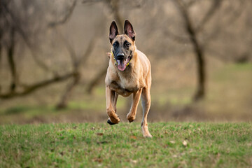 Belgian Malinois running outdoors during training. Action shot of an athletic working dog in motion, showing agility, drive, and focus. Ideal for topics about dog training, IGP, and active pets.