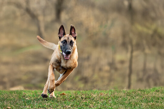 Belgian Malinois running outdoors during training. Action shot of an athletic working dog in motion, showing agility, drive, and focus. Ideal for topics about dog training, IGP, and active pets.