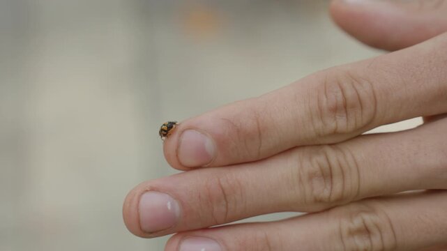 fingers holding ladybug ready to release. man nudges tiny spotted beetle from nail to fingertip with subtle motion, shallow depth of field, soft skin details, outdoor paving background, playful