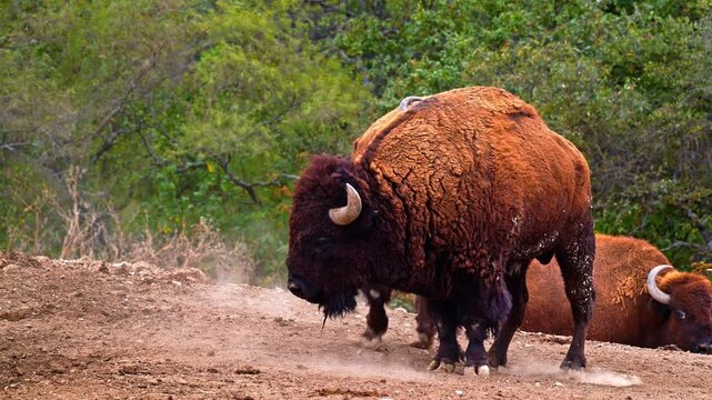 American bison charging at another during rutting season