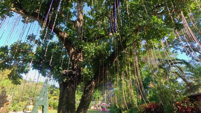Footage of a gorgeous landscape at Pinecrest Gardens in Pinecrest  Florida USA
