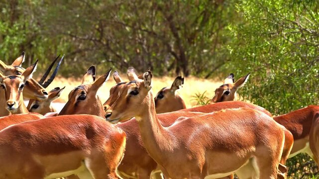 Close-up of female impalas in the African savanna