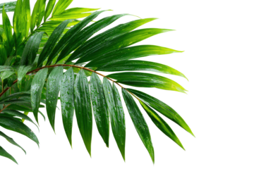 Fresh Green Palm Leaves with Water Drops