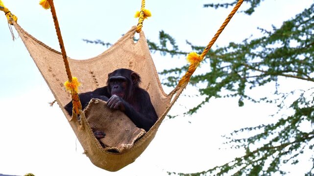 Close-up of a relaxed chimpanzee, resting in a canvas hammock