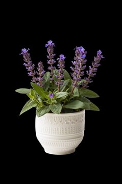 Planta con flores moradas en maceta blanca redonda, recortada, PNG con fondo transparente