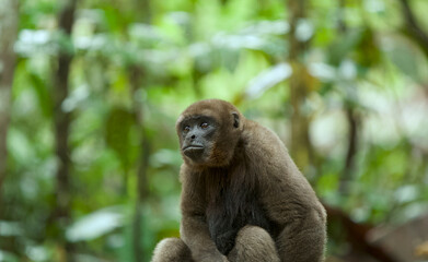 Obraz premium Portrait of a young woolly monkey (endangered species) sitting in the tropical forest, alone, and looking into the distance?