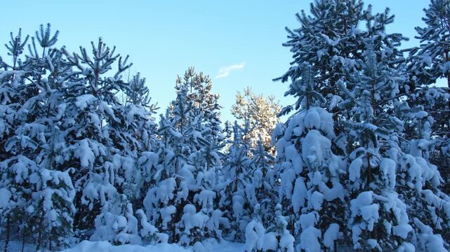 Calm winter woodland bathed in golden light. Tranquil snowcovered woods illuminated by early morning sun. Peaceful wintry landscape. Real video snow covered pine trees in fresh snow, cinematic broll