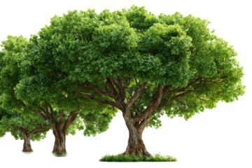 Three Green Leafy Trees with Thick Trunks