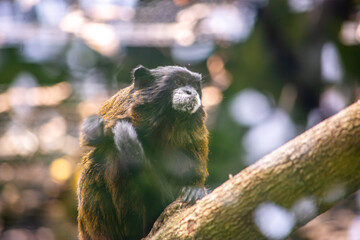 A close-up of a monkey resting on a branch in the Cali Zoo, showcasing the beauty of wildlife in Colombia's Valle del Cauca.