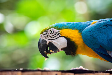Obraz premium A vibrant macaw displaying its bright blue and yellow feathers while eating in a lush habitat at the Cali Zoo, Colombia.
