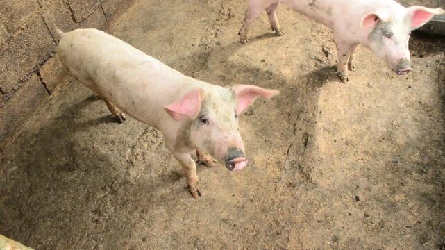 Young White Pigs