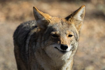 Fototapeta premium coyote in the wild
