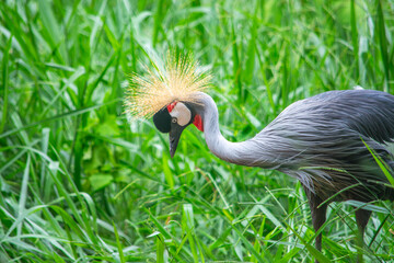 Fototapeta premium A crowned crane foraging in a lush green setting at Cali Zoo, showcasing its vibrant plumage and unique features.