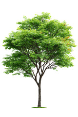 Fototapeta premium Green Leafy Tree Isolated on White Background