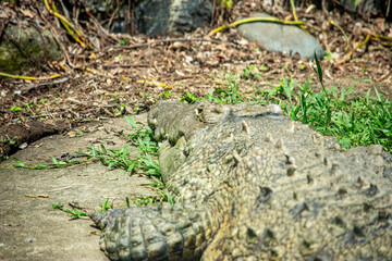 Obraz premium A close-up view of a resting crocodile in a lush setting at the Cali Zoo, showcasing its textured skin and natural environment.