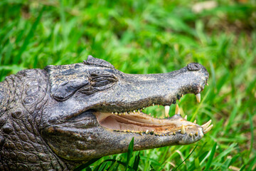 Obraz premium A close-up of a caiman's head, displaying its sharp teeth and textured skin, set against lush green grass in a zoo environment.
