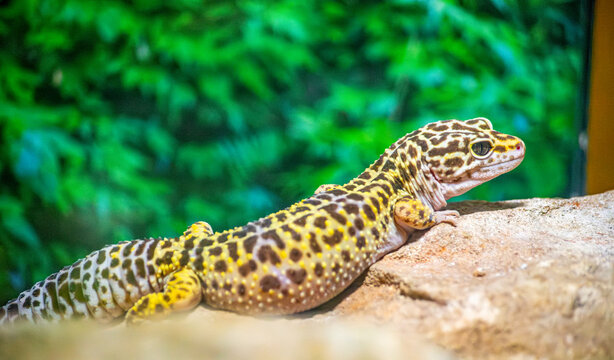 A close-up of a leopard gecko resting on a rock, displaying its unique spotted pattern, in a vibrant green environment at a zoo.