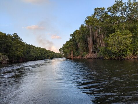 Mangrove trees along the Caroni Swamp, a wetland located in Trinidad and Tobago.
