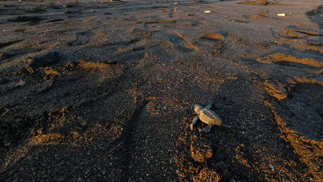 baby sea turtle in the beach 