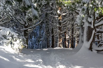 Fotobehang Donkergrijs Winter Landscape of Vitosha Mountain, Bulgaria  © Stoyan Haytov