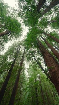 Silent Giants: Vertical Shot of Redwood Forest Trail in Marin County, California