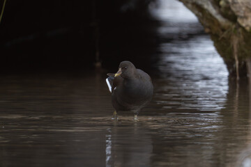 Common Moorhen (Gallinula chloropus) wading in dark shallow water.