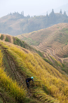 Woman of Zhuang ethnicity working in the field, Longsheng rice terraces near Guilin, Guangxi, China