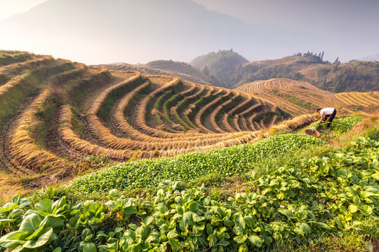 Woman of Zhuang ethnicity working in the field, Longsheng rice terraces near Guilin, Guangxi, China