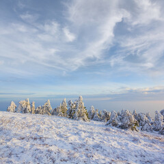 snowbound fir tree forest on mount slope under blue cloudy sky