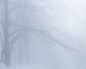 quiet winter forest  in dense mist, calm seasonal outdoor landscape