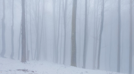 quiet winter forest  in dense mist, calm seasonal outdoor landscape