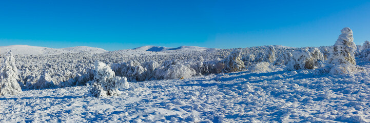 wide winter fir tree forest glade in snow under blu cloudy sky