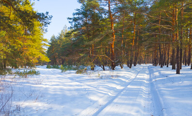 ground road through the snowbound winter forest at the bright day