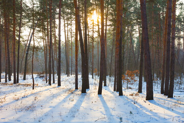 snowbound forest glade in light of evening sun, winter forest sunset scene