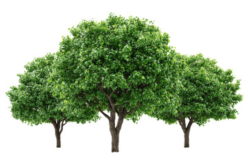 Three Lush Green Trees Isolated on White Background