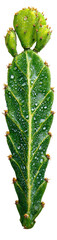 Cactus Plant with Dew Drops and Green Spines