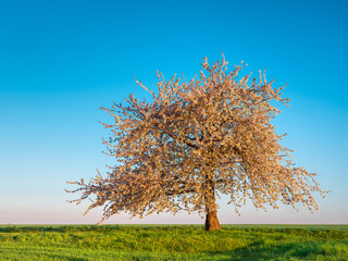 Green Field in Spring with Cherry Tree in Bloom at Sunrise