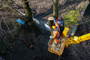 Municipal service workers stand with a chainsaw in a crane basket and trim dangerous trees