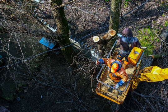 Municipal service workers stand with a chainsaw in a crane basket and trim dangerous trees
