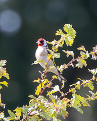 Goldfinch resting on a blackthorn bush. British wild bird.
