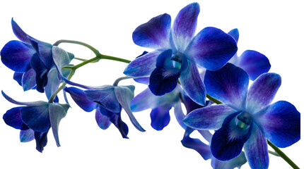 Stunning Blue Orchid Branch with Delicate Petals on a White Background - A Botanical Beauty