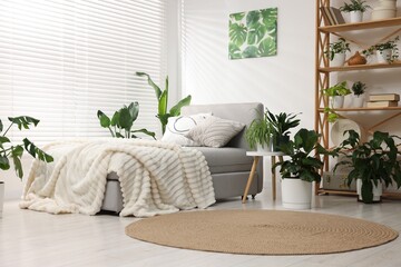 Different beautiful houseplants in pots and daybed indoors