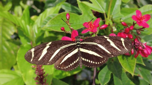 Closeup of a Zebra Longwing butterfly pollinating tiny red flowers near Mary Selby Botanical Gardens, Sarasota, Florida, U.S.A