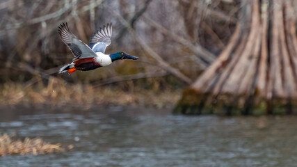 Obraz premium Northern Shoveler on the lake
