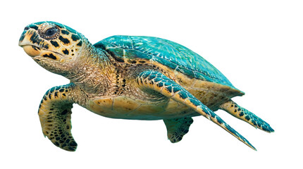 Close-up of a majestic sea turtle swimming gracefully in clear blue ocean waters