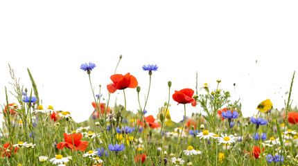 A vibrant meadow of wildflowers featuring red poppies, blue cornflowers, and white daisies blooming