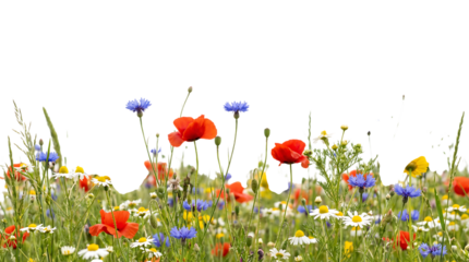 A vibrant meadow of wildflowers featuring red poppies, blue cornflowers, and white daisies blooming