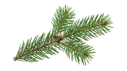 Fresh vibrant green pine branch sprig isolated on a clean white background, showcasing natural seasonal beauty