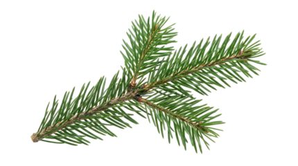 Fresh vibrant green pine branch sprig isolated on a clean white background, showcasing natural seasonal beauty