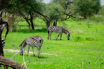 Obraz premium zebras in africa